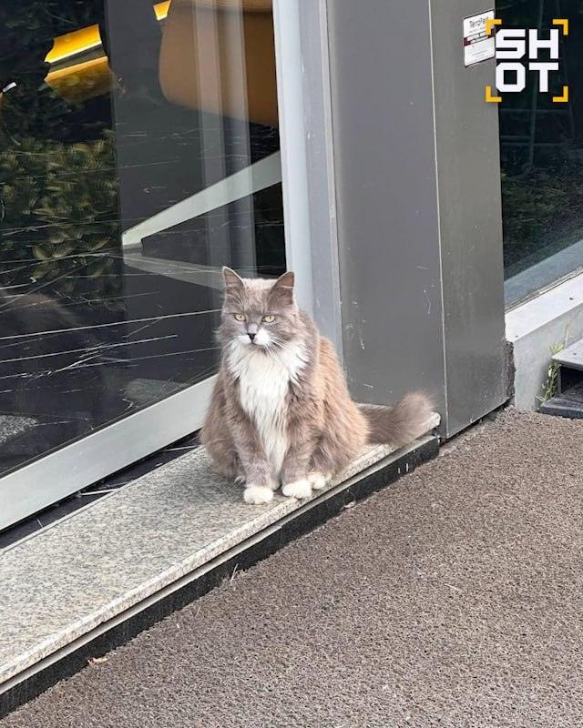 Кошки в Турции нападают на туристов: больницы бьют тревогу 😼🩸 — нападения кошек турция