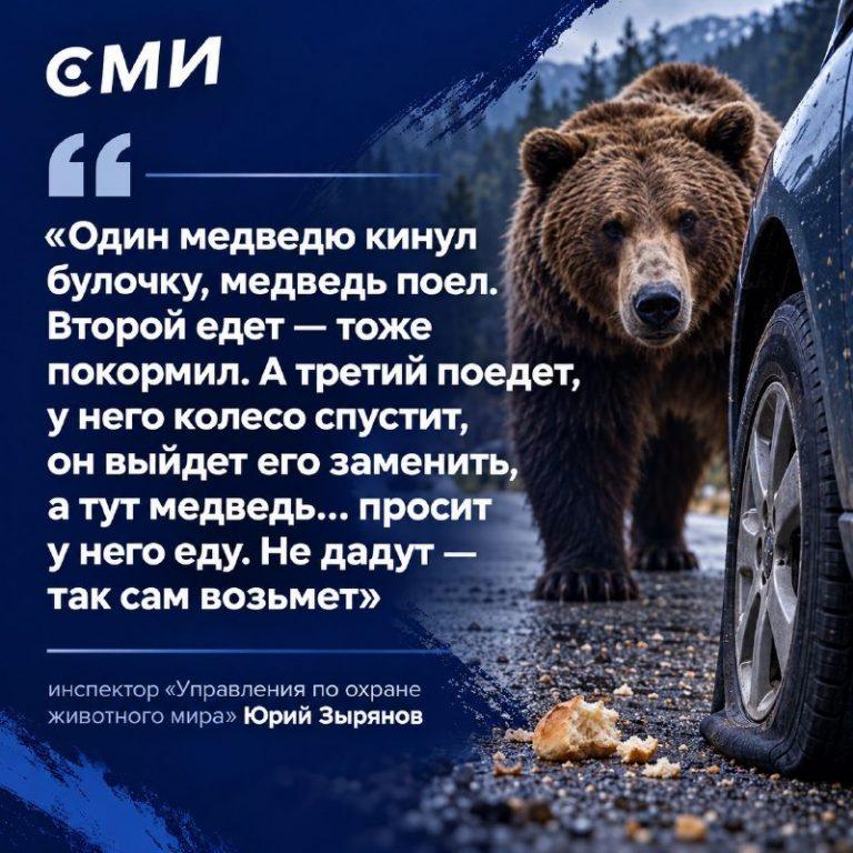 Медведи атакуют поселки: инспекторы раскрыли причину 🐻🌲 — почему медведи выходят к людям
