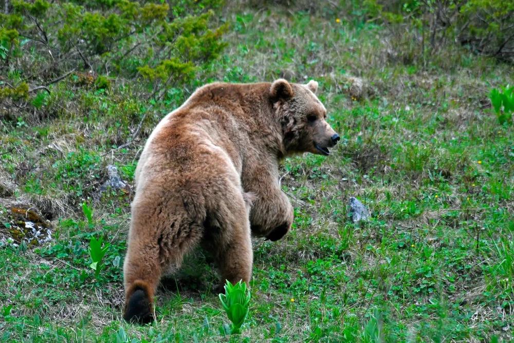Медведи в Красной Поляне вышли к ресторану 🐻🌲 — медведи в сочи