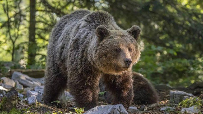 Телефон спас школьника от медведя на Алтае 📱🐻 — нападение медведя на пасеке