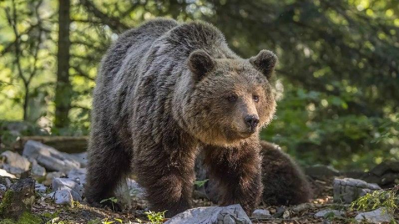 Телефон спас школьника от медведя на Алтае 📱🐻 — нападение медведя на пасеке