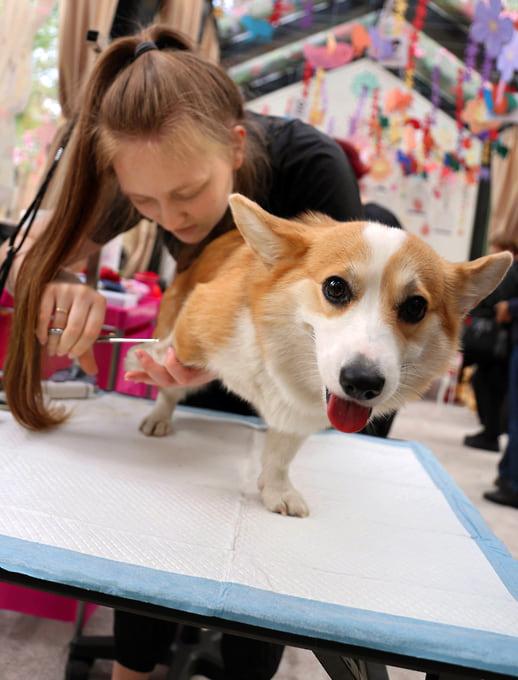 Груминг собак цены Москва взвинтили: чек под 4000 рублей 🐶✂️ — стрижка собак москва