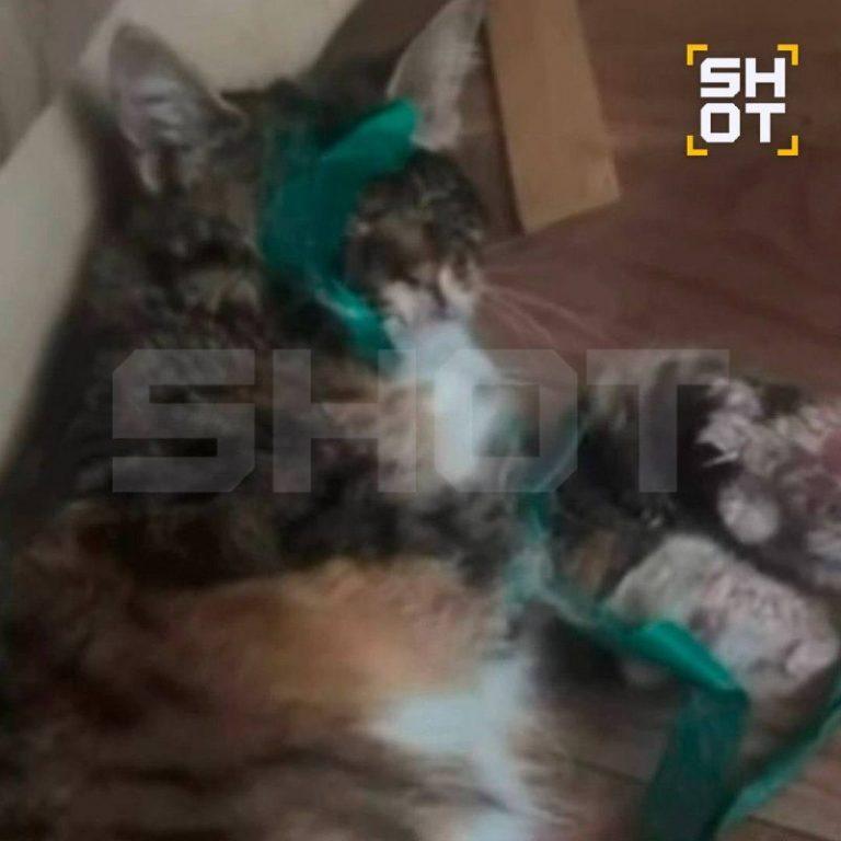 Живодёр в Подольске: безумный держит заложниках кошку 🐾🚨 — живодер в подольске