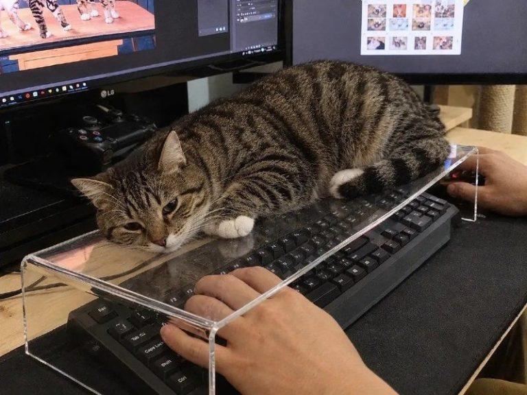 Чехол на клавиатуру для кота стал новым хитом Рунета 🐈💻 — чехол на клавиатуру для кота купить