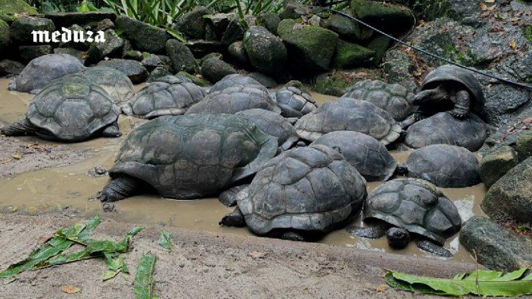Гигантские черепахи обогнали население Сейшел: рекорд вида 🐢🔥 — гигантские черепахи на острове альдабра