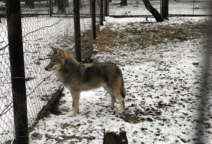 Волки атакуют поселки в Подмосковье и регионах РФ 🐺🌲 — волки в подмосковье выходят к людям