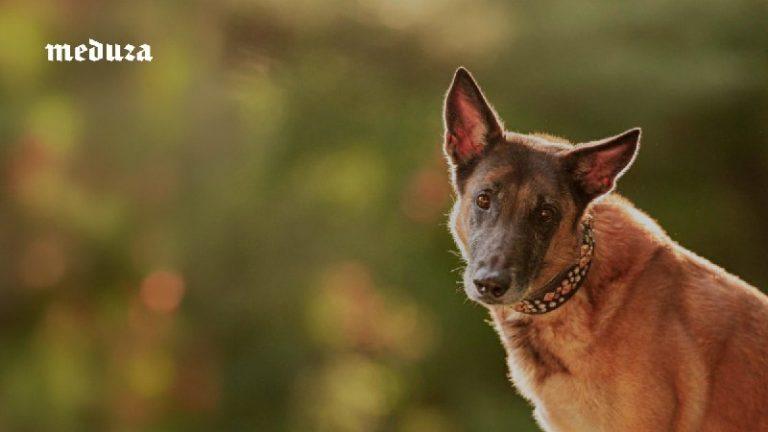 Собаки спасают от ПТСР и мигрени: как работает пет-терапия 🐕‍🦺🧠 — собаки помощники для людей с инвалидностью