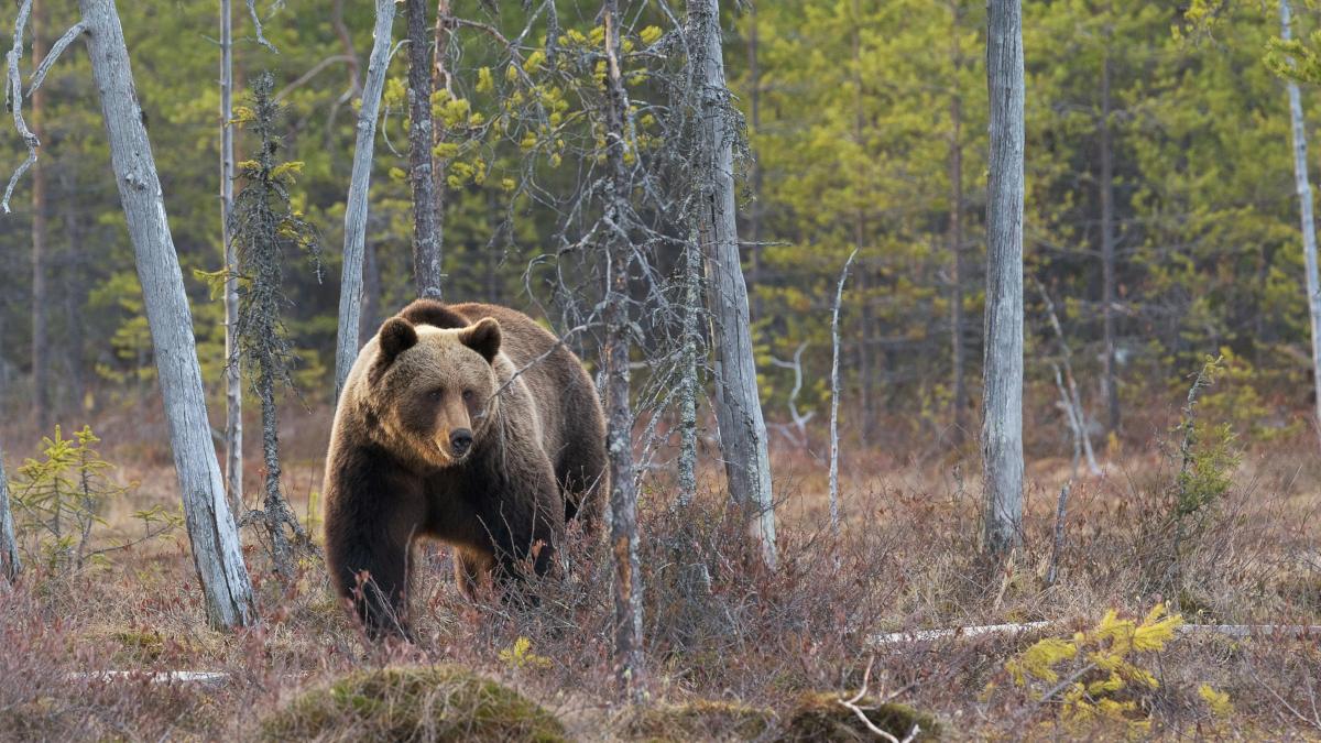 Медведи в Бурятии атакуют села: отстрелен 51 хищник 🐻🚨 — бурприроднадзор