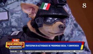 Крошечный чихуахуа вступил в ряды Нацгвардии 🐶⚔️ — чихуахуа в нацгвардии