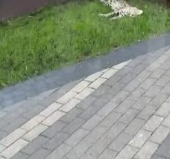 Дикий сервал за 1,5 млн выпал из окна в Москве 🐱💥 — сервал выпал из окна серебряный бор