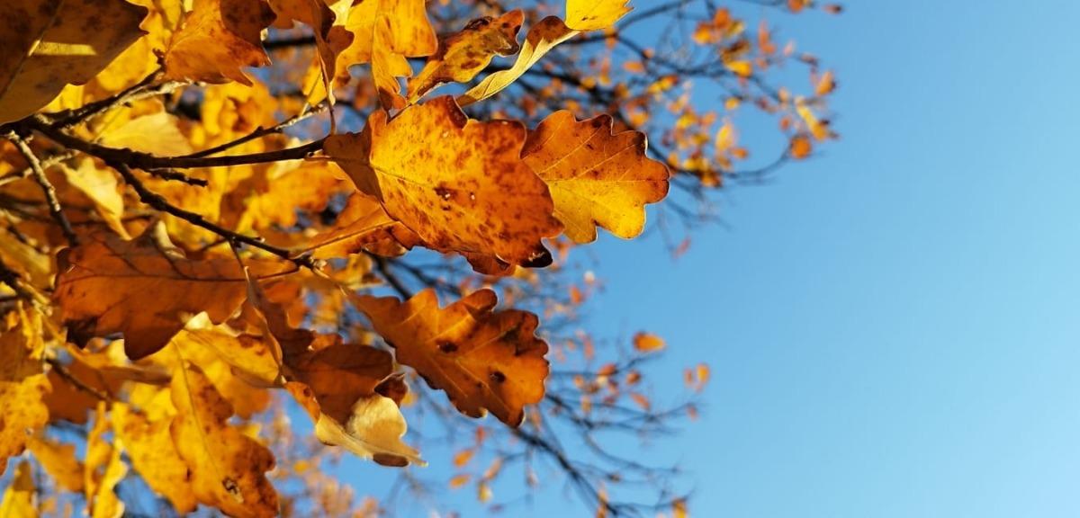 Гидрометцентр уточнил прогноз: ливни накроют Москву при +19° 🍂⚡ — погода в москве в воскресенье