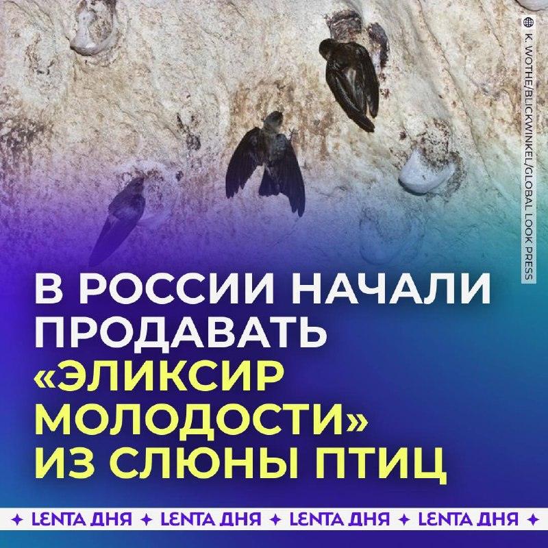 Слюна птиц для омоложения: новый дорогой тренд в России 🐦💎 — экстракт птичьих гнезд