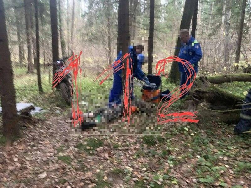 Роковое дерево убило мотоциклиста под Чеховом 🌲💀 — под чеховом дерево упало на мотоциклиста