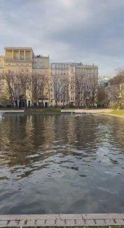 Лебеди с Патриарших уехали на зимовку 🦢❄️ — лебеди на патриарших прудах