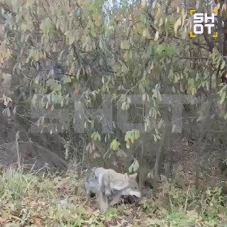 Волки атакуют города России: хищники выходят к домам 🐺🚨 — волки в россии