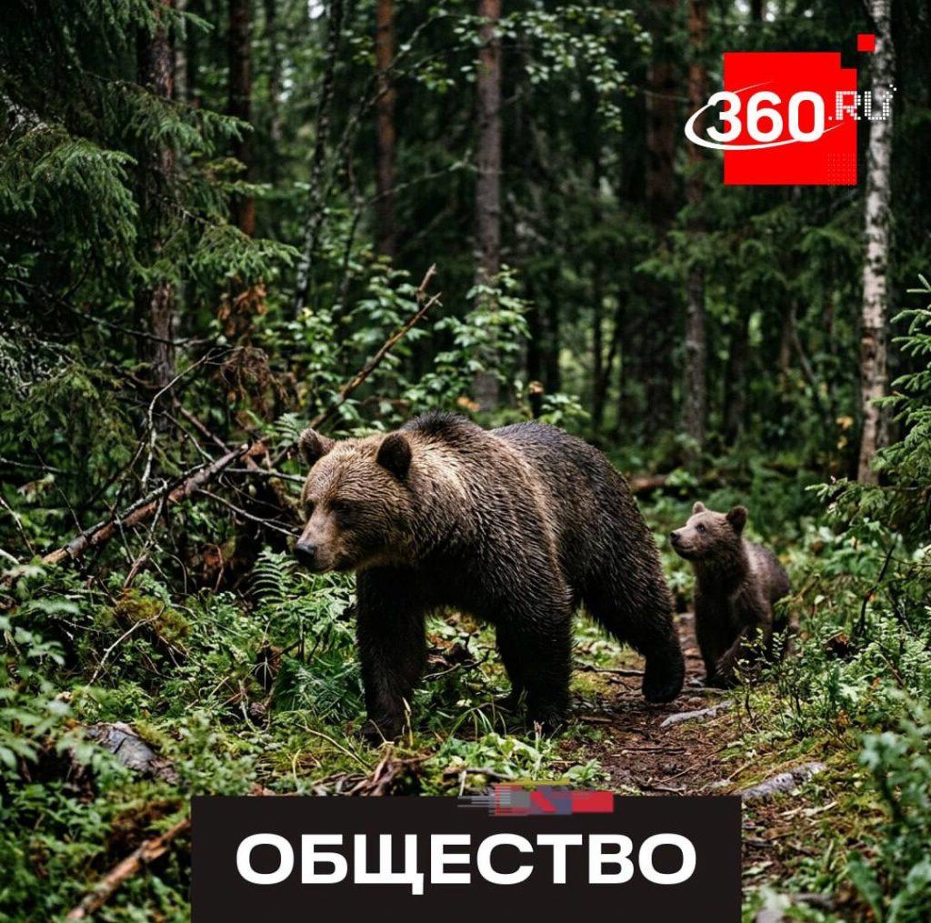 Забайкалье платит охотникам 15 тысяч за медведя 🐻💰 — выплаты за добычу медведя в забайкалье