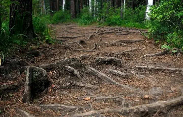 Шесть медведей за сутки: Приангарье держит оборону тайги 🐻🌲 — медведи в иркутской области новости