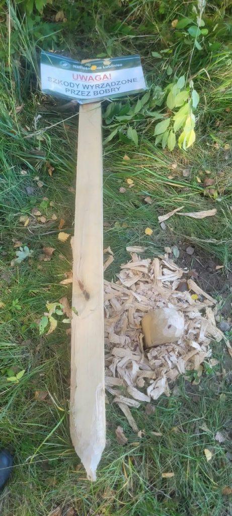 Бобры в Польше объявили войну местным властям 🦫🪵 — бобры в польше война с властями