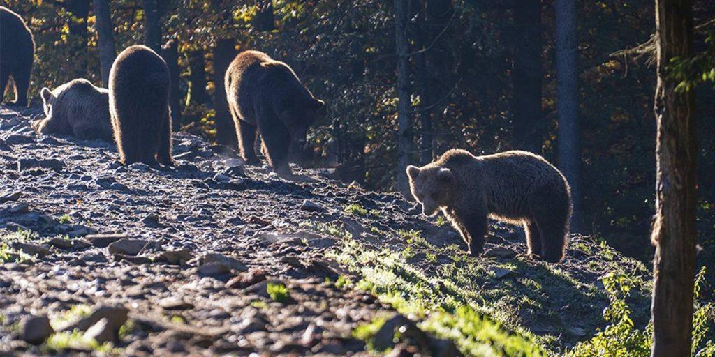 Медведи атакуют границы Подмосковья: косолапые идут к дачам 🐻🌲 — медведи в подмосковье