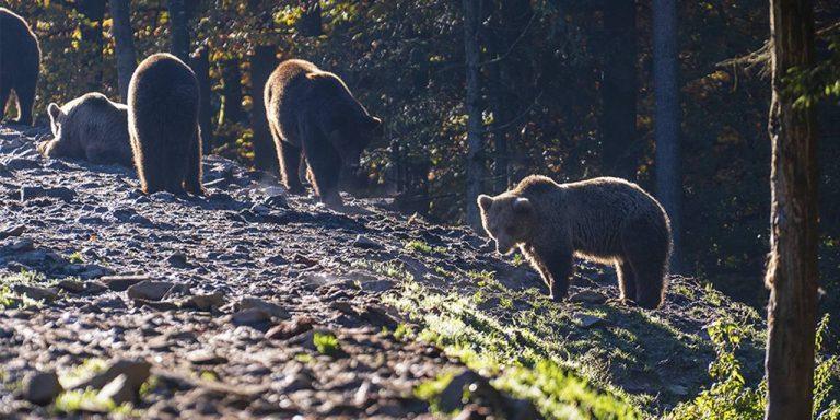 Медведи атакуют границы Подмосковья: косолапые идут к дачам 🐻🌲 — медведи в подмосковье