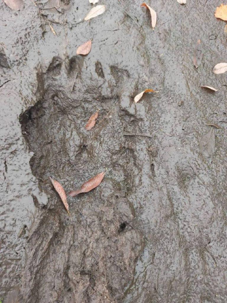 Медведи в Подмосковье: следы зверя у озера Ярмола 🐻🌲 — шатура озеро ярмола