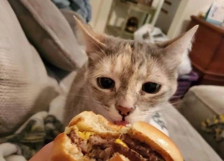 Отказ от бургеров и чипсов спасает от депрессии за недели 🍔⚡ — отказ бургеров чипсов