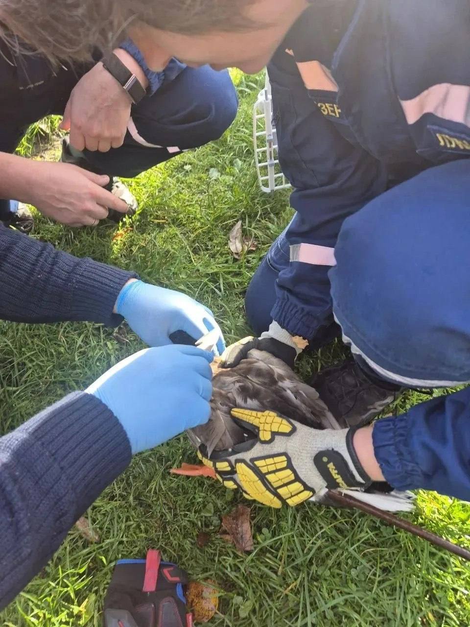 Спасатели спасли запутавшегося в леске селезня на севере Москвы 🦆⚡ — спасение утки в москве