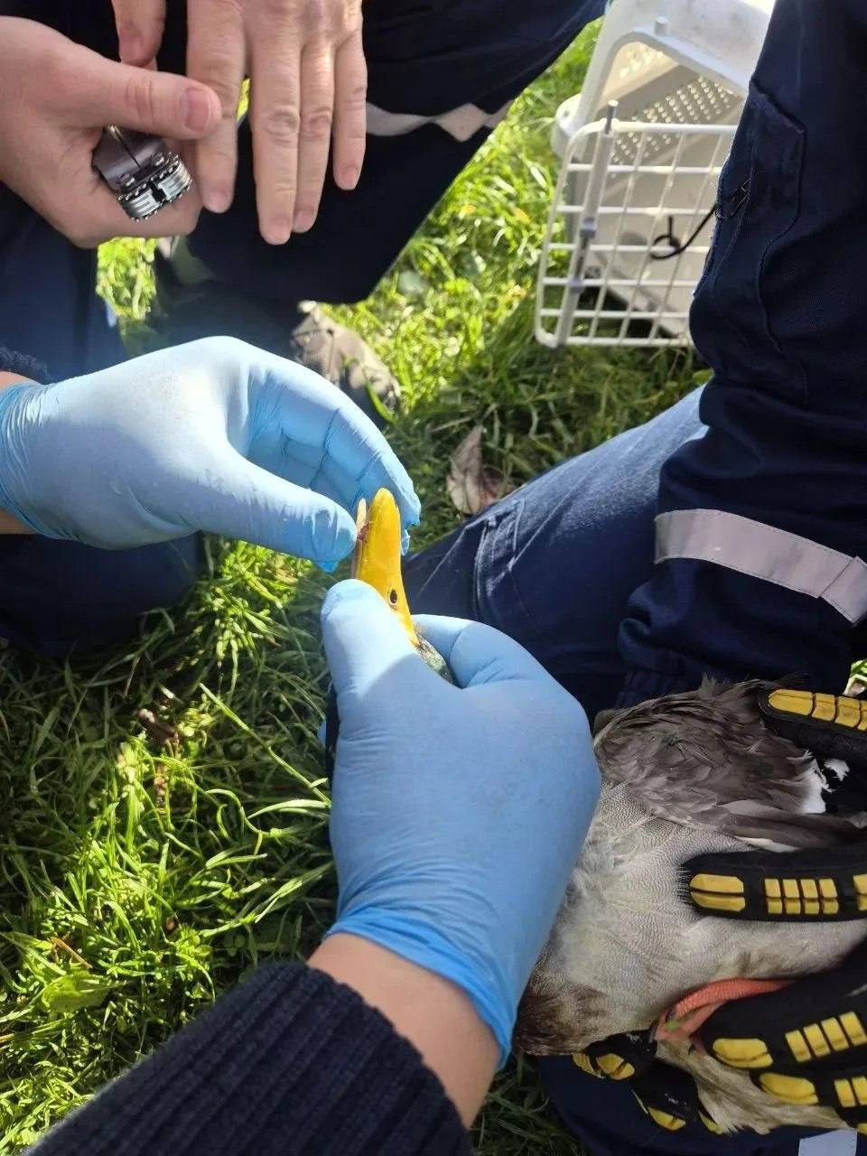 Спасатели спасли запутавшегося в леске селезня на севере Москвы 🦆⚡ — спасение утки в москве