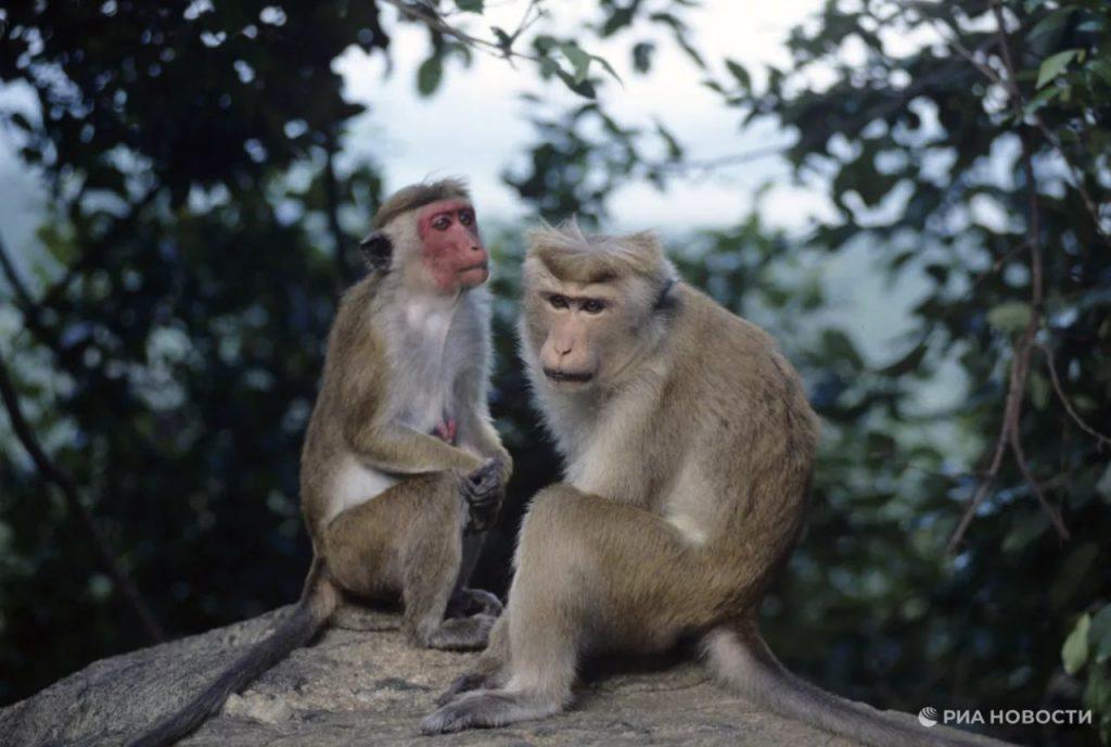 Дикие обезьяны нападают на людей на Бали: 35 приматов сеют хаос 🐒🌴 — нападение обезьян на бали новости
