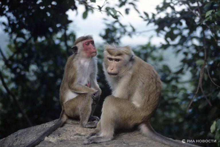 Дикие обезьяны нападают на людей на Бали: 35 приматов сеют хаос 🐒🌴 — нападение обезьян на бали новости