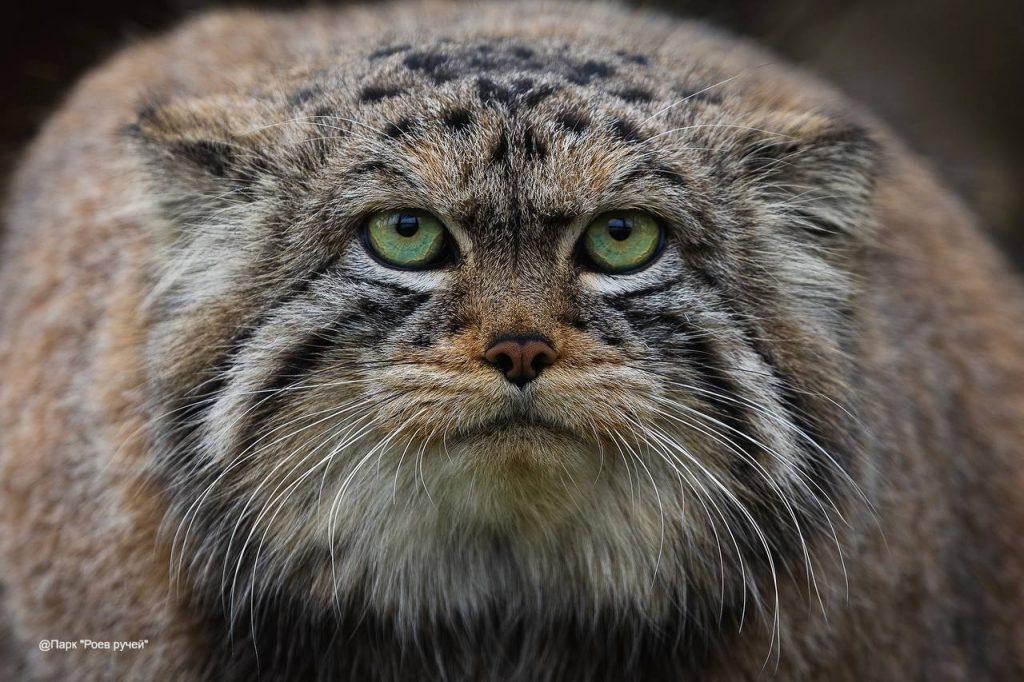 Манул Борис из Красноярска идёт на рекорд по зажировке 🐱🏆 — манул борис красноярск