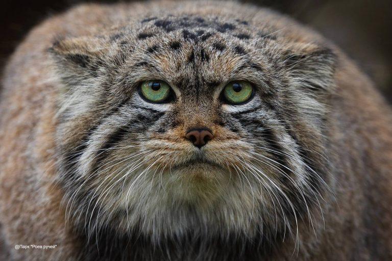 Манул Борис из Красноярска идёт на рекорд по зажировке 🐱🏆 — манул борис красноярск