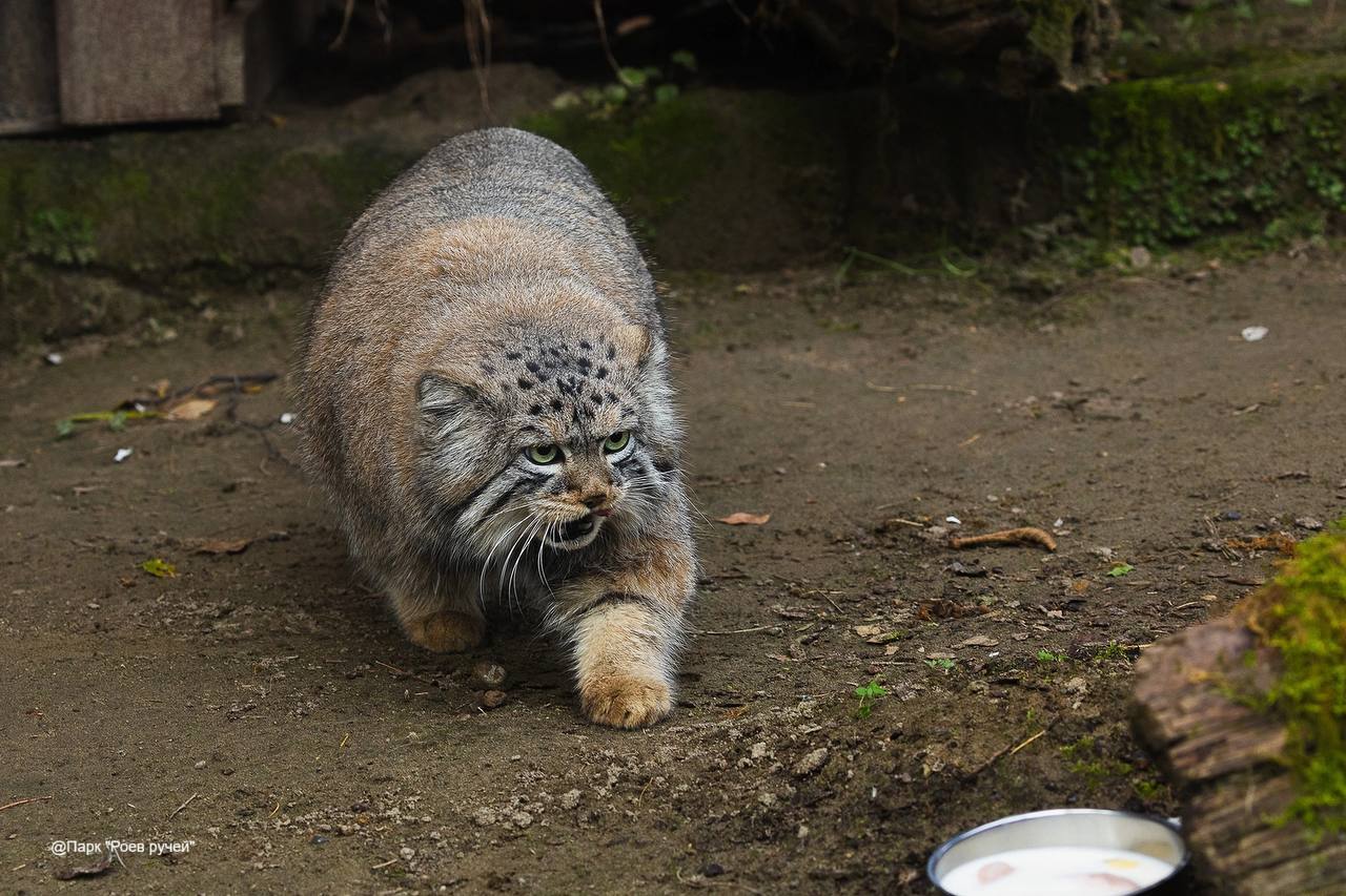 Манул Борис из Красноярска идёт на рекорд по зажировке 🐱🏆 — манул борис красноярск