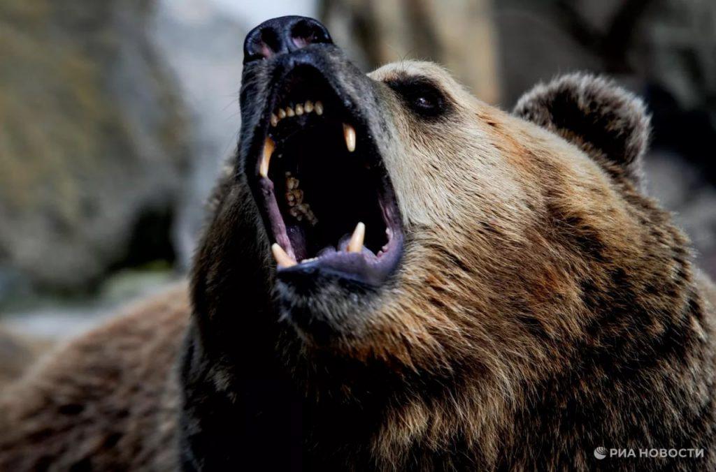 Как отпугнуть бурого медведя: мат и одежда 🐻🌲 — охотник совет медведь
