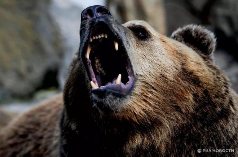 Как отпугнуть бурого медведя: мат и одежда 🐻🌲 — охотник совет медведь
