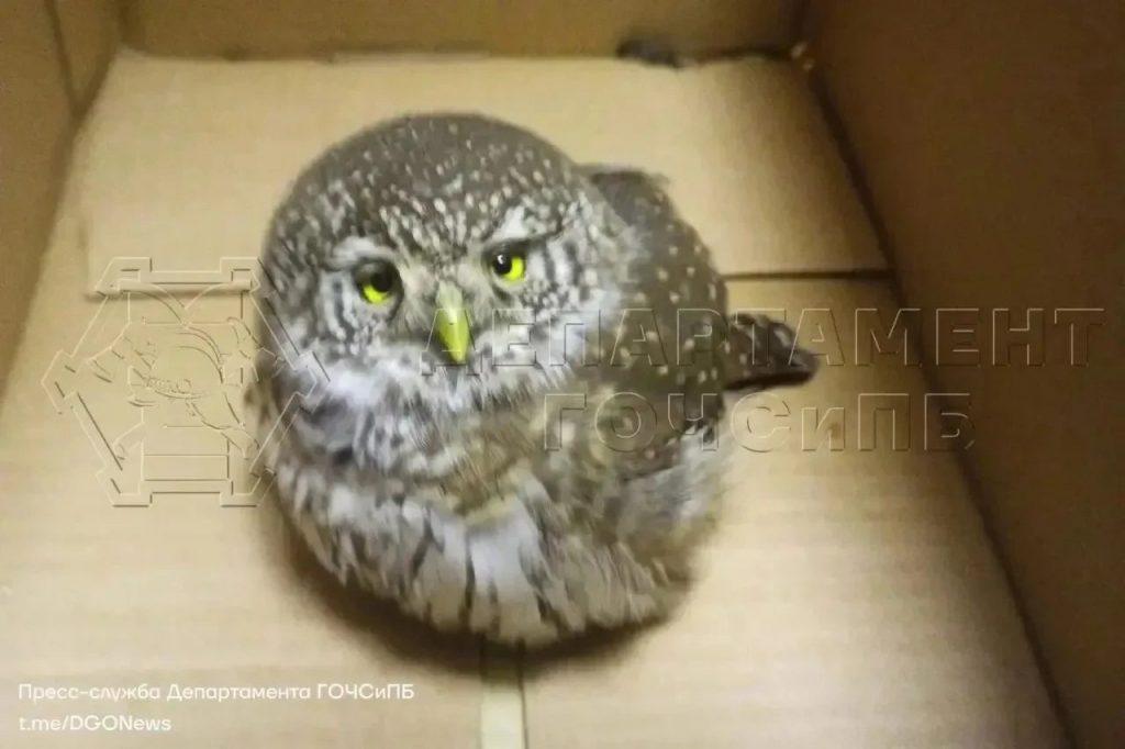 Спасатели отбили совёнка у собак в Москве 🦉⚡ — спасатели отбили совенка у собак в москве