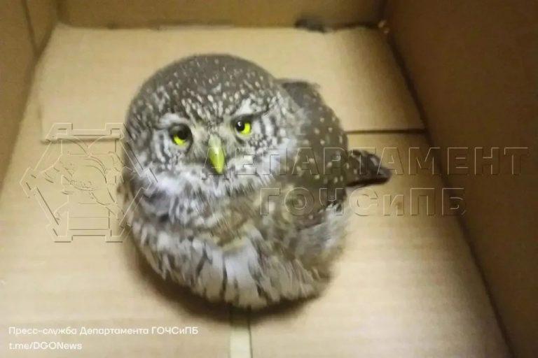 Спасатели отбили совёнка у собак в Москве 🦉⚡ — спасатели отбили совенка у собак в москве