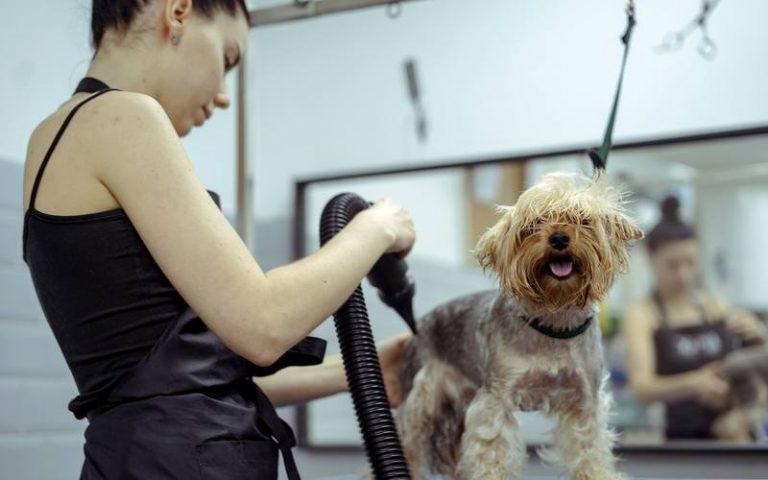 Груминг собак цены Москва взвинтили: чек под 4000 рублей 🐶✂️ — стрижка собак москва