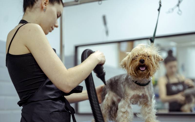 Груминг собак цены Москва взвинтили: чек под 4000 рублей 🐶✂️ — стрижка собак москва