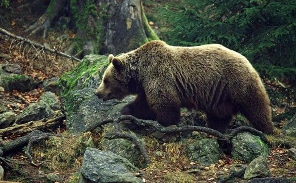 В Бурятии отстрелили уже 330 медведей: регион в осаде 🐻⚠️ — медведи в бурятии