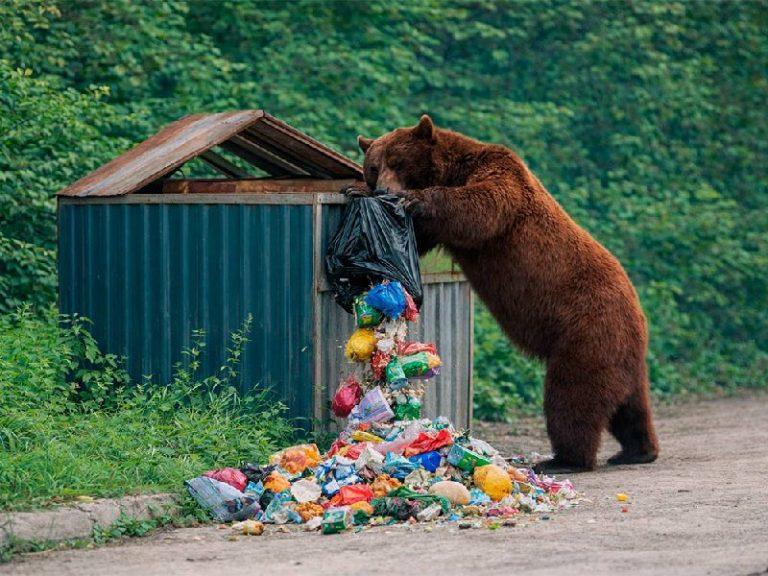 Медведи атакуют: в Госдуме требуют новые контейнеры для мусора 🐻🛡️ — медвежезащитные контейнеры в местах отдыха