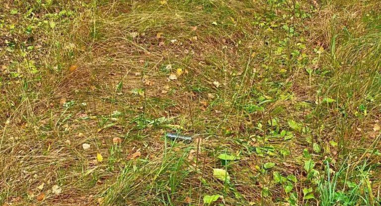 Опасный улов: мины «Хьюстон» сорвали грибной сезон в регионах 🍄⚠️ — минирование лесов минами хьюстон