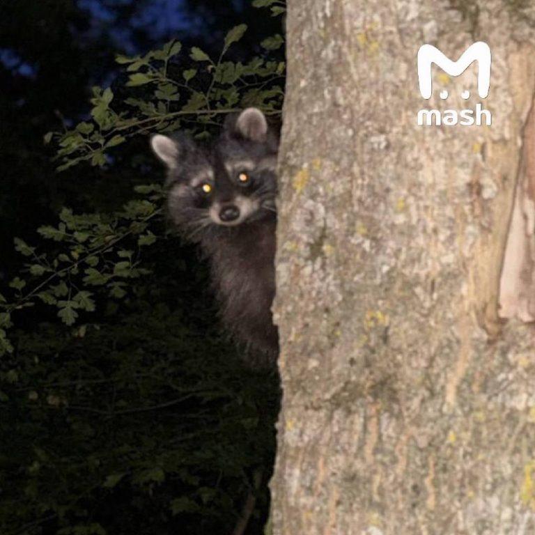 Еноты атаковали города Ставрополья и несут бешенство 🦝⚠️ — еноты в ставрополе новости