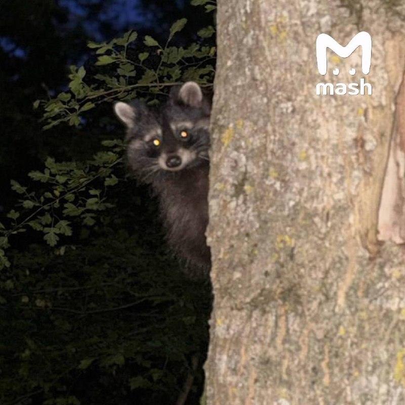 Еноты атаковали города Ставрополья и несут бешенство 🦝⚠️ — еноты в ставрополе новости