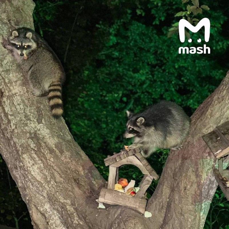 Еноты атаковали города Ставрополья и несут бешенство 🦝⚠️ — еноты в ставрополе новости