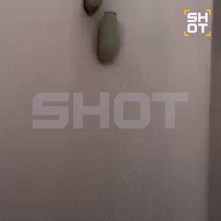 Осы-убийцы в Сочи свили жуткие гнёзда с живыми пауками 🪺😱 — осы убийцы в сочи