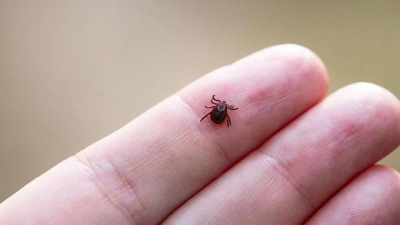 Активность клещей осенью: почему нельзя расслабляться 🕷️⚠️ — укус клеща