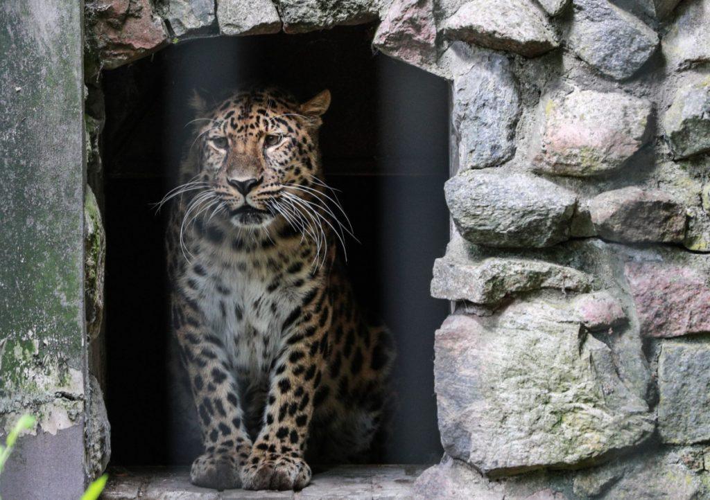 Леопард напал на людей в Индии и ворвался в жилой дом 🐆⚡ — нападение леопарда