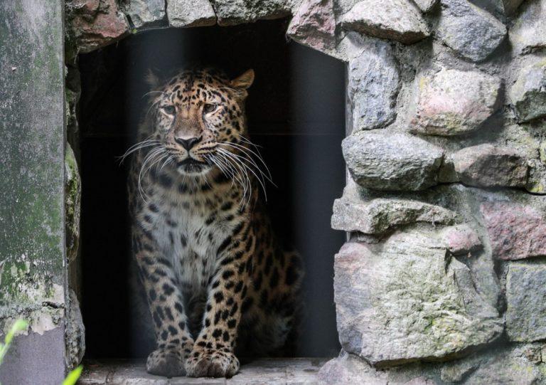Леопард напал на людей в Индии и ворвался в жилой дом 🐆⚡ — нападение леопарда