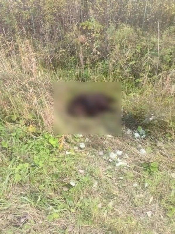 Медведица три дня сторожила сбитого медвежонка в Югре 🐻💔 — медведица сторожила медвежонка в югре